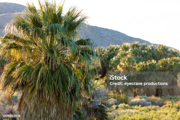 California Desert Landscapes Late Winter In Cochella Valley Preserve Stock Photo - Download Image Now