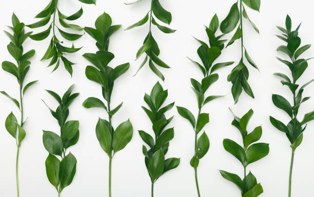 istock Green plant branches isolated on white background 1209004445