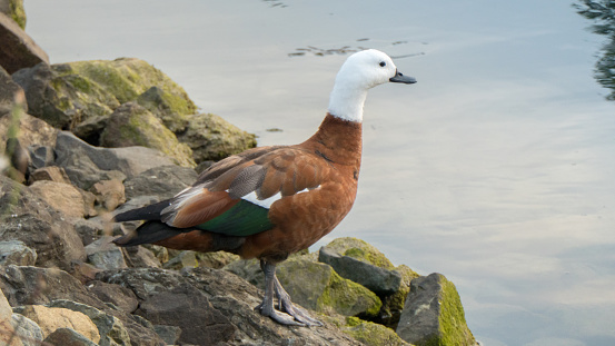 Paradise Shelduck at water's edge. Photo was made in Picton, New Zealand. The paradise shelduck is New Zealand’s most widely distributed waterfowl. Paradise shelducks occur throughout the pastoral landscape.