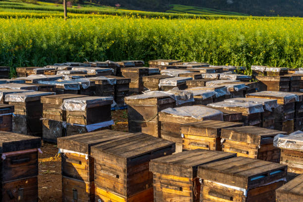 istock Rape flower fields and beehives in Qujing, Luoping, Yunnan 1209008372