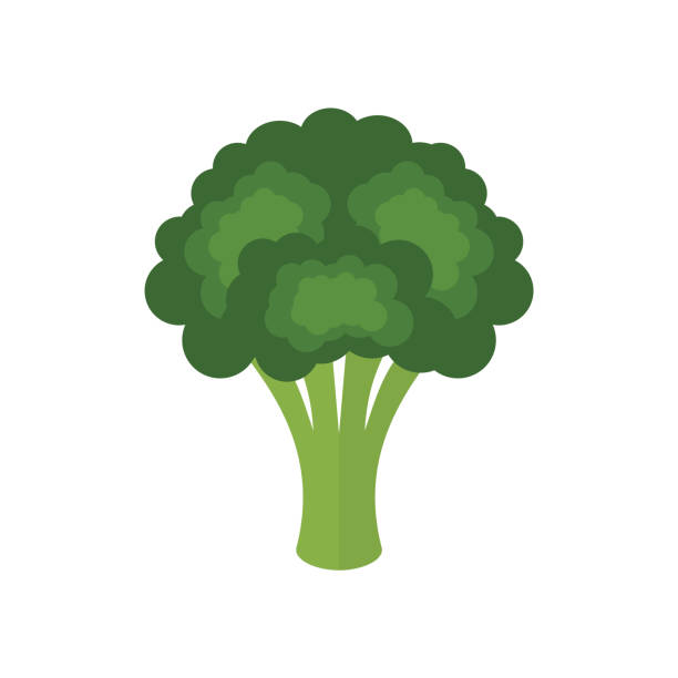 Broccoli fresh green vegetable isolated on white background. Broccoli icon. Colorful cartoon broccoli. Healthy food concept. Brassica oleracea var. italica. Vector illustration, flat style, clip art. crucifers stock illustrations