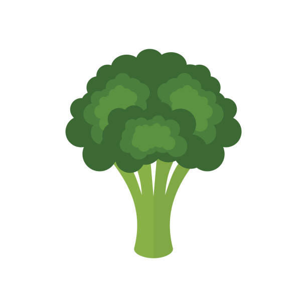 Broccoli fresh green vegetable isolated on white background. Broccoli icon. Colorful cartoon broccoli. Healthy food concept. Brassica oleracea var. italica. Vector illustration, flat style, clip art. magnoliopsida stock illustrations