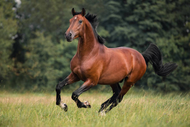 koń bay galops na trawie - horse summer animal beautiful zdjęcia i obrazy z banku zdjęć