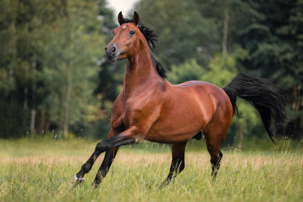 istock The bay horse gallops on the grass 1209009467