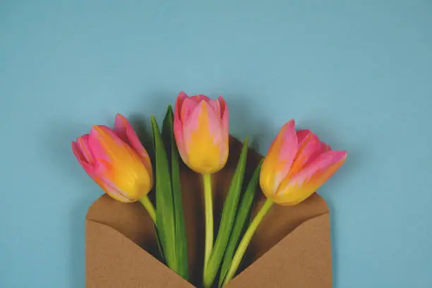 Three pink tulips in a beige envelope. On a blue background, top view. Close-up photo. For poster, for flyer, for congratulations