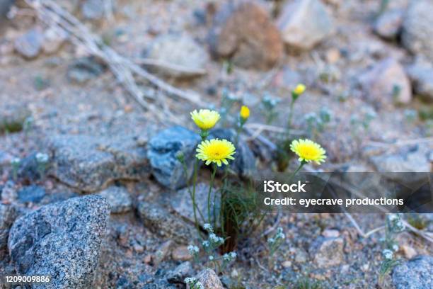 California Desert Landscapes Late Winter In Cochella Valley Preserve Stock Photo - Download Image Now