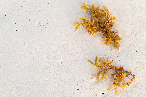 Yellow seaweed branches lay on wet white sand at the beach, top view