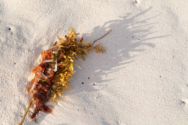 istock Colorful seaweed branch lay on wet sand 1209009915