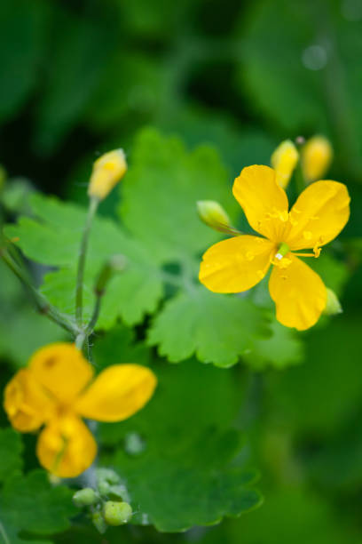 istock Wild yellow flowers over blurred green background 1209009939