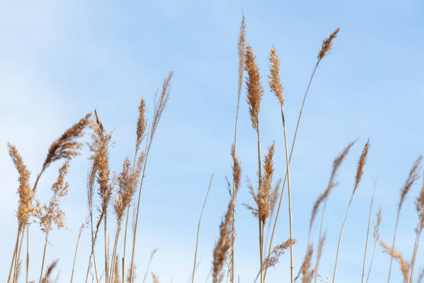 istock Dry coastal reed under blue sky, natural photo 1209009960