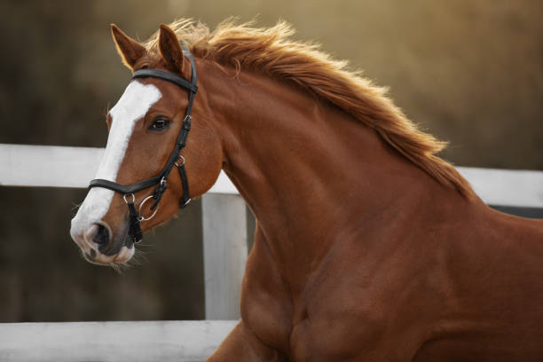 portret czerwonego konia - trakehner horse zdjęcia i obrazy z banku zdjęć