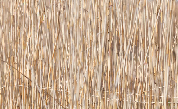 istock Pattern of dry coastal reed stems at a winter day 1209010458