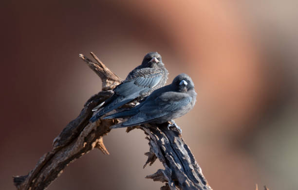 istock Despite global warming and its consequent fires and drought little woodswallows hold on. 1209011715