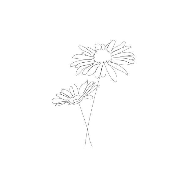 illustrations, cliparts, dessins animés et icônes de chamomiles - dessin de ligne vectorielle. - abstract petal blossom decoration