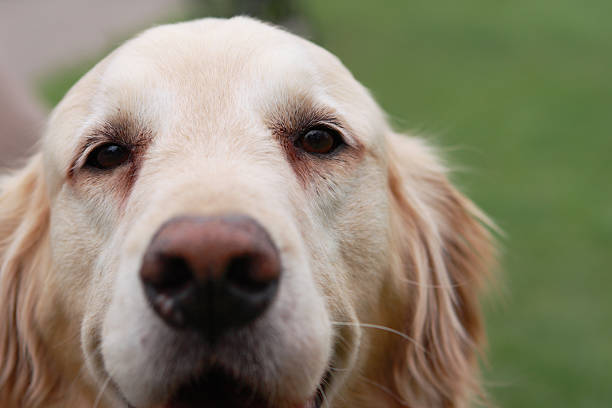 istock Cute golden retriever in close up 120901268