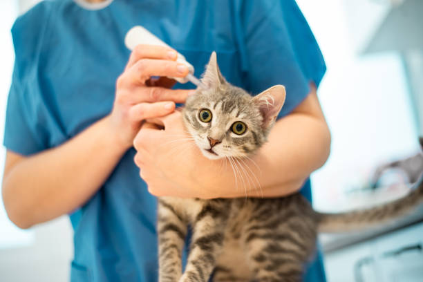 Cтоковое фото Врач-ветеринар использует ушные капли для лечения кошки
