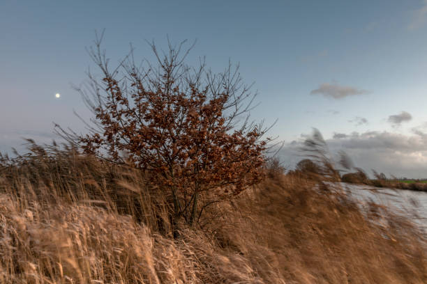 Long exposure shot of an oak tree and reed in the wind on a cold winter day at a small river. Full moon and some clouds in the sky at dusk. Sande, District Friesland, Lower Saxony, Germany.
