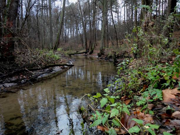 istock Shallow creek in autumn forest 1209014606