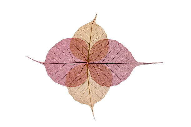 istock Colorful skeleton leaves flower composition 1209015174