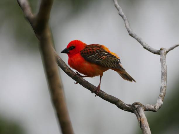 istock Red Fody bird perching in natural environment 1209015817