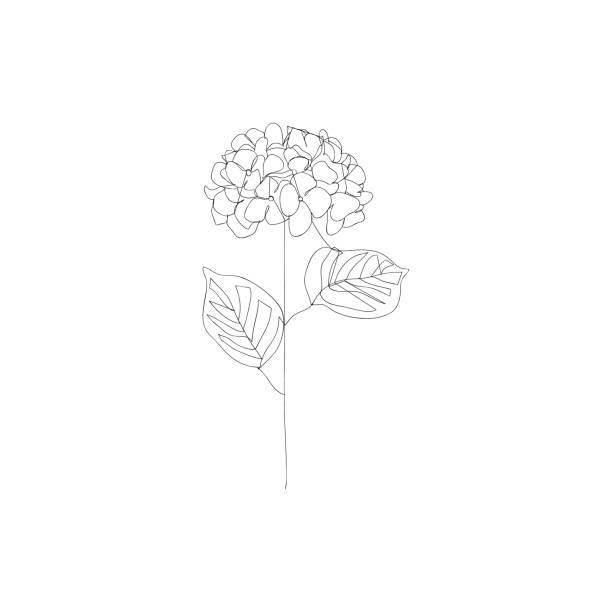ilustraciones, imágenes clip art, dibujos animados e iconos de stock de hydranges flor - dibujo de línea continua. - hortensia