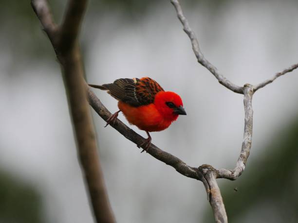istock Red Fody bird perching in natural environment 1209015891
