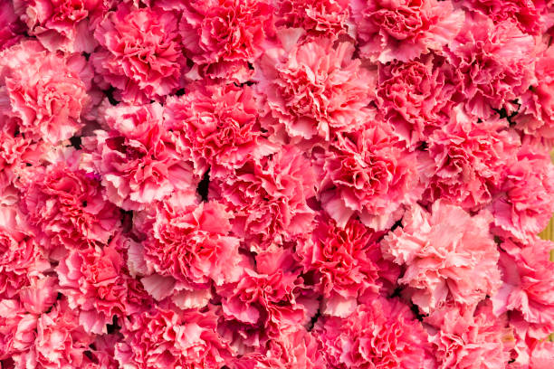 istock Closeup pink carnation flower background 1209017388