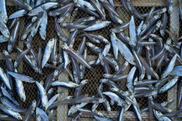 istock Full Frame Shot Of Dead Fish Drying Outside 1209017698