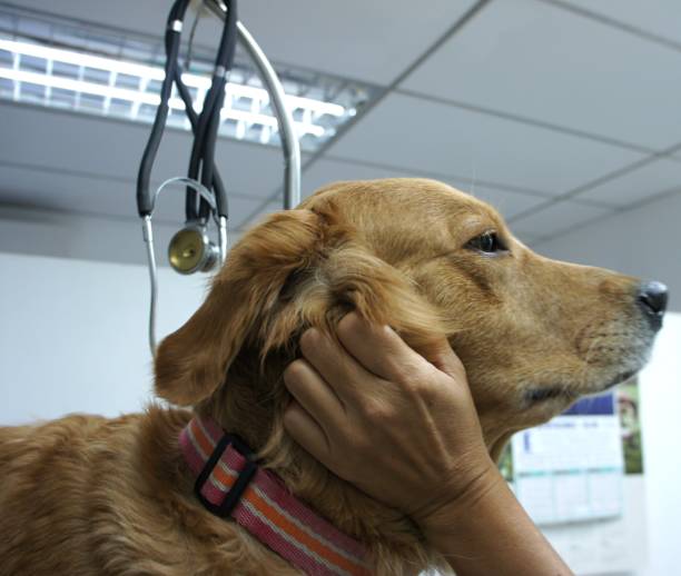 istock Golden Retriever during a medical exam 1209018334