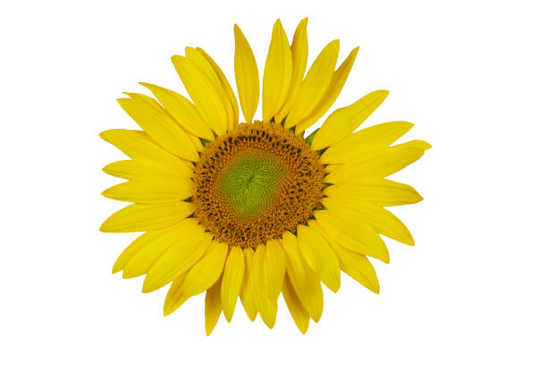 istock Isolated one sunflower on the white background 1209020521
