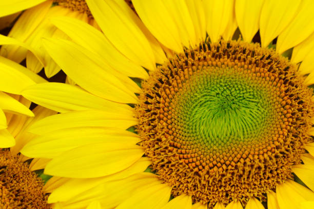 istock Detail one sunflower 1209020545