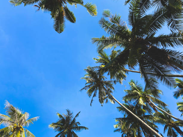istock Beautiful palm trees with coconuts view from below. Sunny summer weather. Palm trees background a bright blue sky on a tropical island. Vintage processing 1209020768