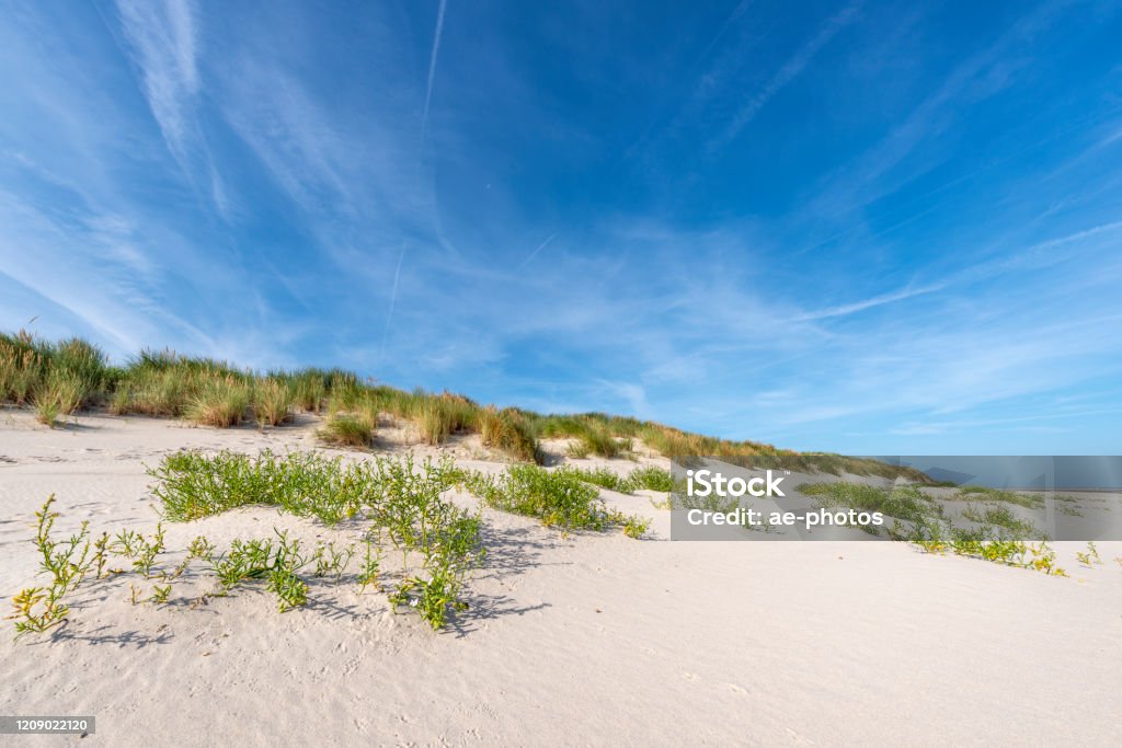 Sand dune with European sea rocket (Cakile maritima) under blue sky Sand dune with European sea rocket (Cakile maritima) and beach grass under blue sky. Wangerooge, East Frisian Islands, Lower Saxony, Germany. Wangerooge Stock Photo