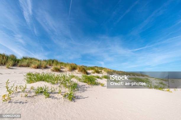 Sand Dune With European Sea Rocket Under Blue Sky Stock Photo - Download Image Now
