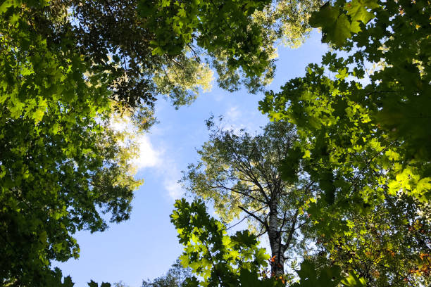 istock Vignette of green tree branches with blue sky 1209022268