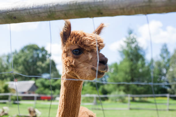 istock portrait of an alpaca 1209022515
