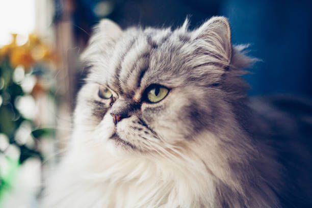 istock portrait of Persian cat 1209022516