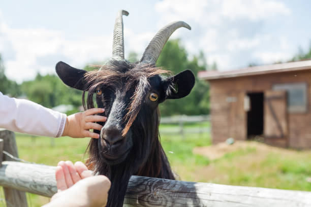 istock goat on a zoo farm 1209022520