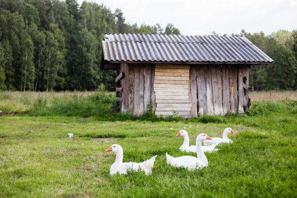 istock a flock of swans 1209025402