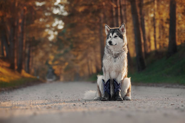 Dog in boots Dog in boots malamute stock pictures, royalty-free photos & images