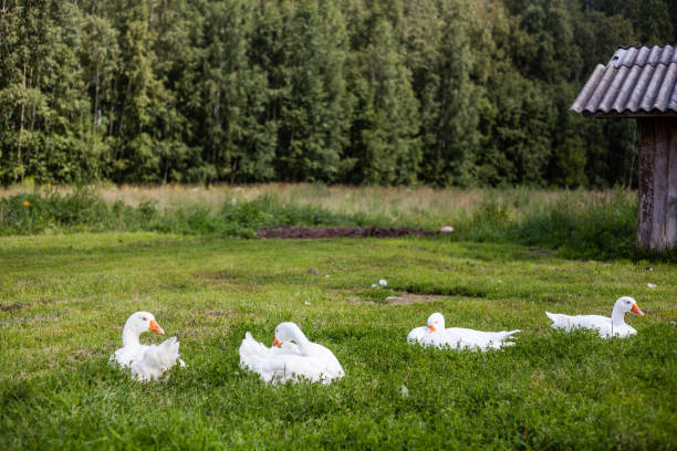 istock a flock of swans 1209025547