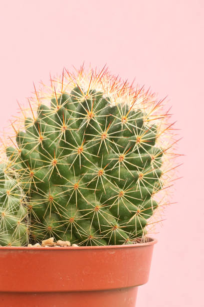 istock Single cactus plants on pink paper background 1209025727