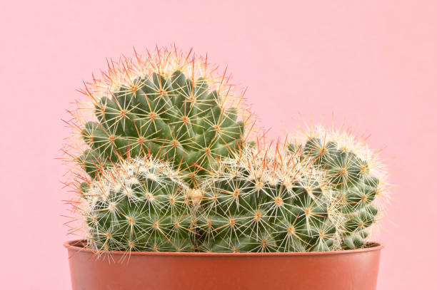 istock cactus plants on pink paper background 1209025744