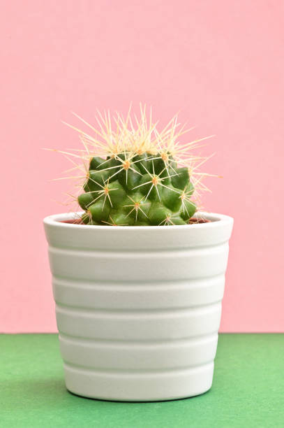 istock Single cactus plants on pink paper background 1209025745