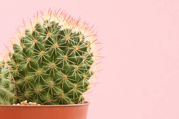 istock Single cactus plants on pink paper background 1209026403