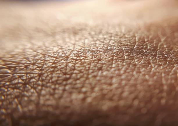 Pattern of human dark skin with cells and lines texture