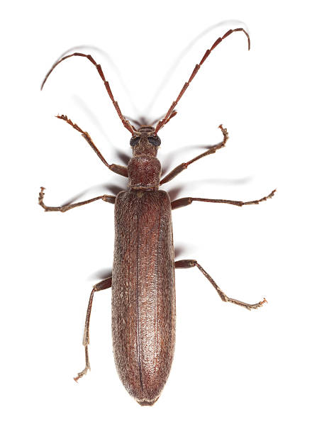 istock Calopus serraticornis isolated on white background, macro photo 120902709