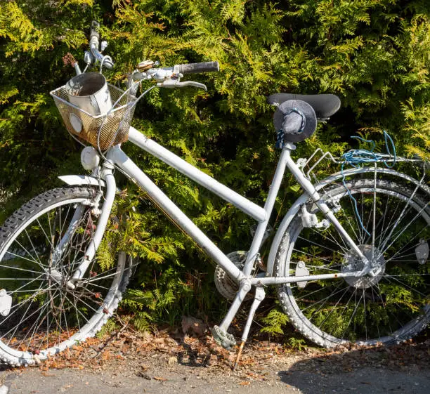 old bicycle in front of a hedge in spring