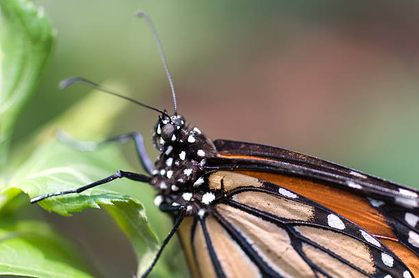 Macro Shot of a Monarch Butterfly stock photo