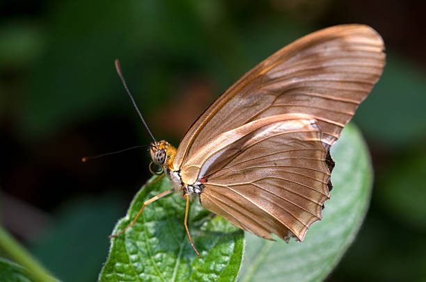 Butterfly stock photo